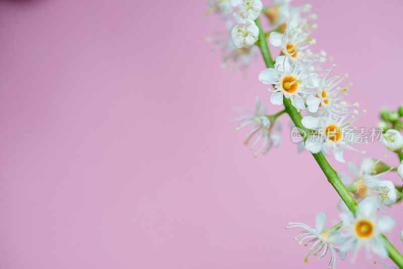 樱桃月桂(Prunus Laurocerasus)花在粉红色的背景